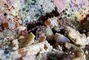 Banda Sea 2018 - DSC05959_rc - Mosaic boxer crab - Crabe boxer a mosaique - Lybia tessela